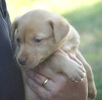 Blonde kelpie best sale